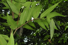 Memecylon subcordatum